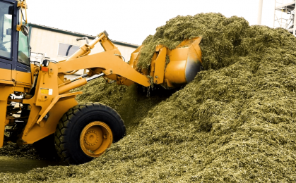 produkcja biomasy z konopi