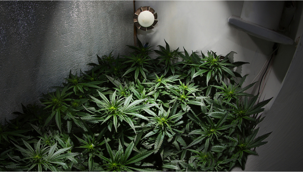 Krzaki marihuany w growboxie
