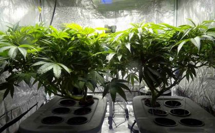 Uprawa marihuany - indoor w domu