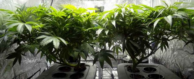 Uprawa marihuany - indoor w domu