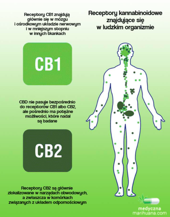 receptory kannabinoidowe CB1 i CB2