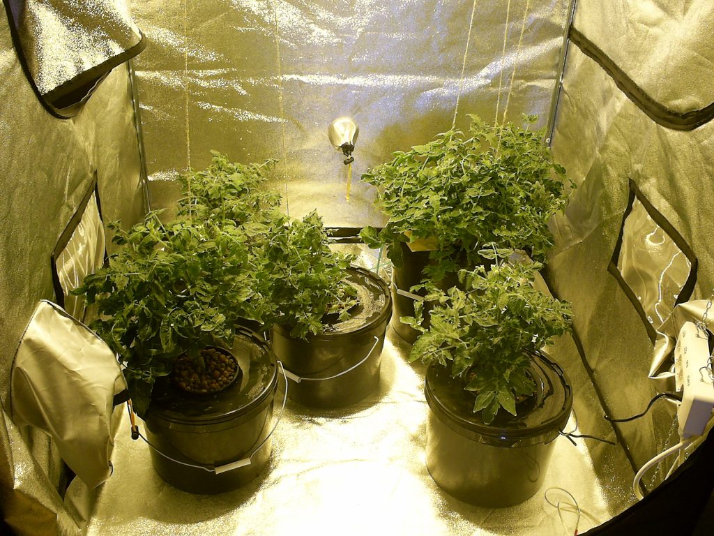 5 krzaków marihuany w growboxie