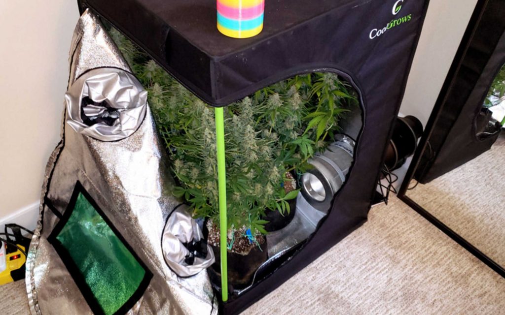 Namiot do uprawy marihuany