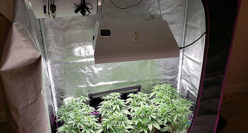 Growbox - uprawa marihuany