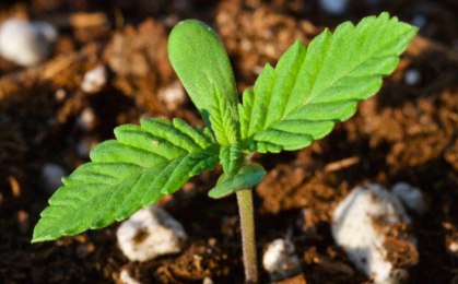 Jak wykiełkować nasiona marihuany