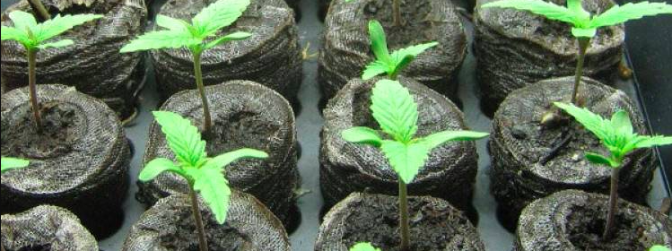 Kiełkowanie marihuany w krążkach glebowych