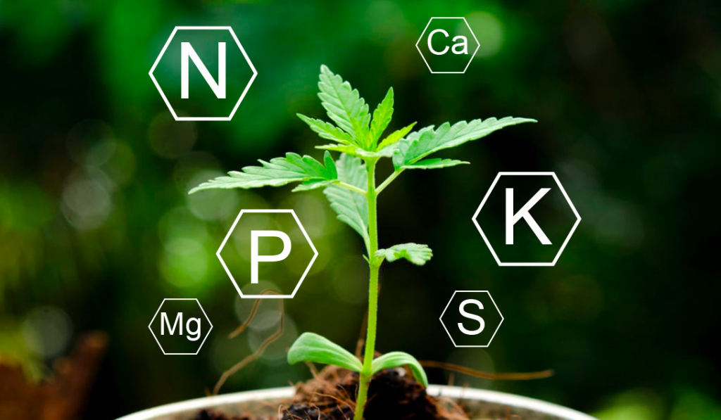 Nawozy NPK do marihuany - azot, fosfor i potas