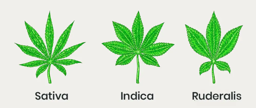 cannabis Sativa - indica - ruderalis