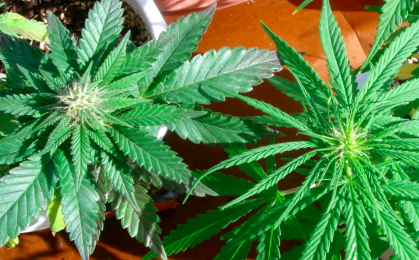 sativa vs indica - cannabis