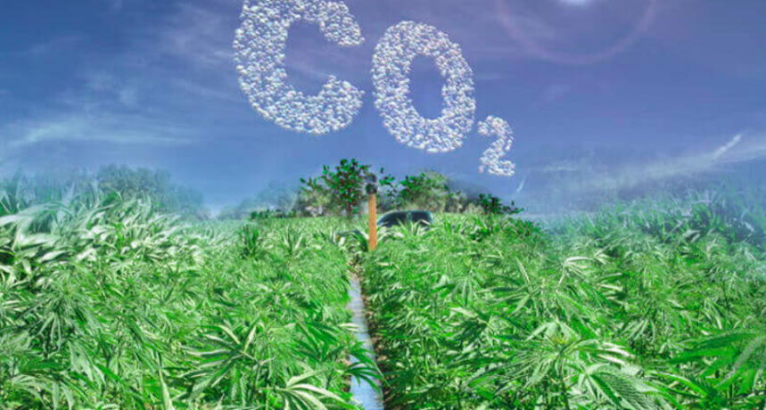 Dostarczanie CO2 konopiom w uprawie