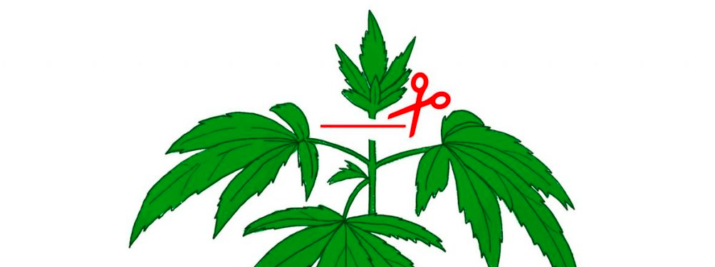 Toping marihuany - trening