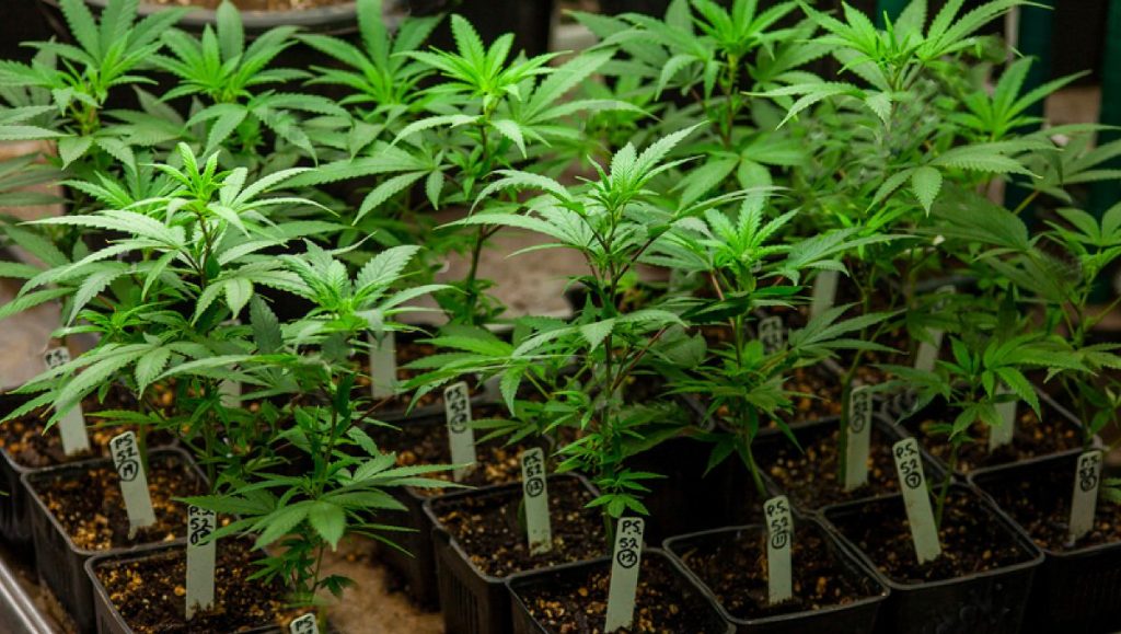 Sklonowane sadzonki marihuany do uprawy SOG