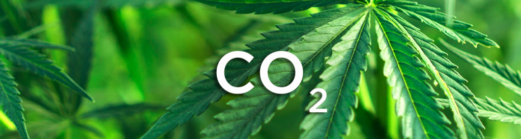 CO2 do uprawy marihuany