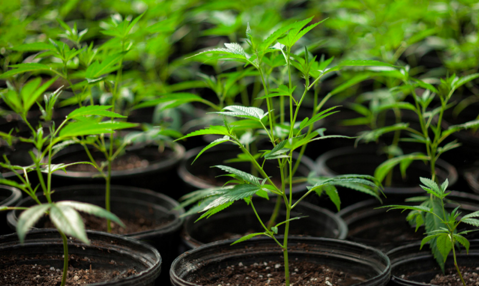 Faza wegetatywna w uprawie marihuany