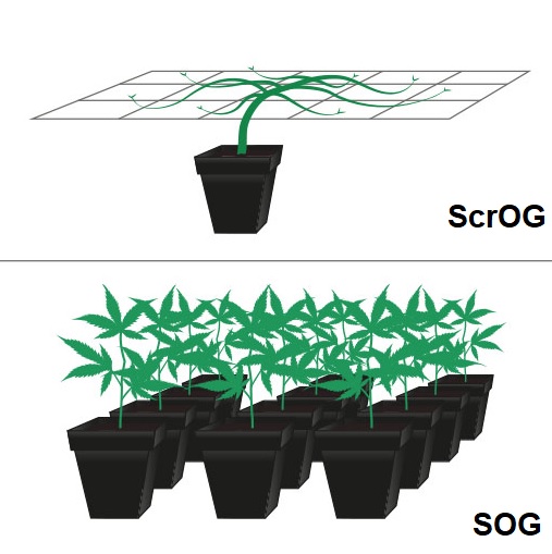 Jak wygląda technika SOG - Sea of green