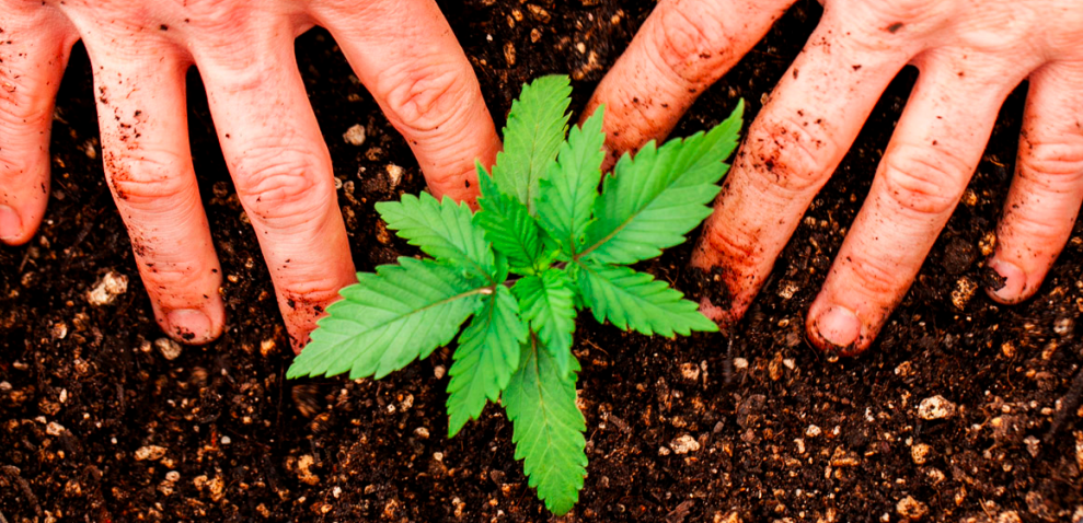 Kiedy zaczyna się faza wegetacyjna w uprawie marihuany