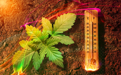 Temperatura w uprawie marihuany