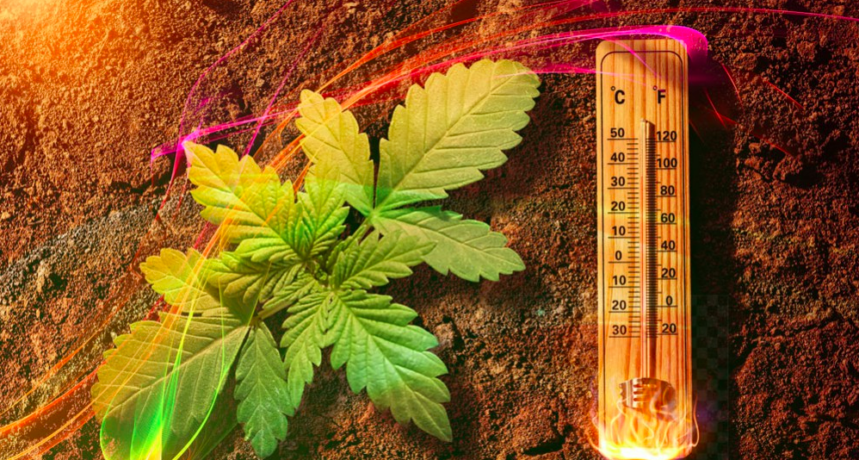 Temperatura w uprawie marihuany
