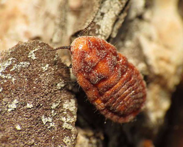 czerwce Margarodidae.