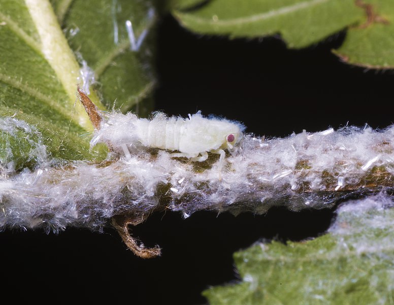 biały owad zostawiający szary nalot na roślinie