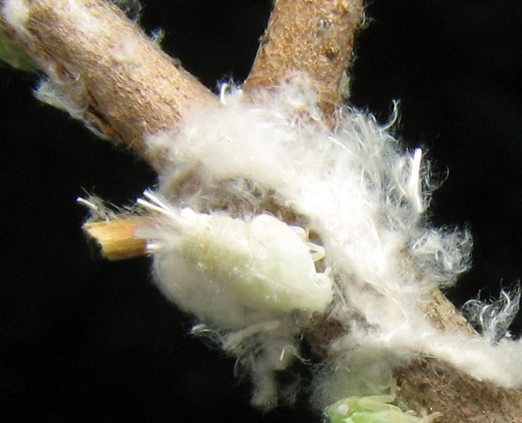 biały bawełniany nalot na roślinie będący larwą metcalfa pruinosa