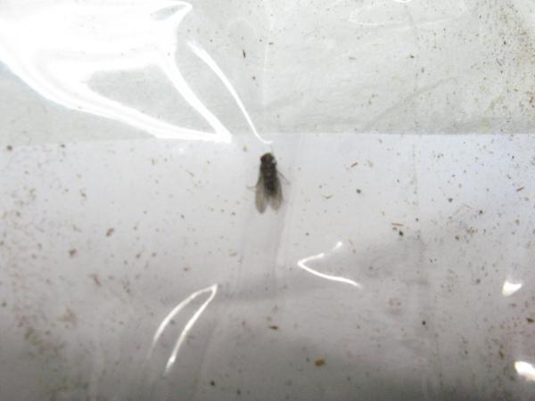 komar grzybowy przenoszący plesnie