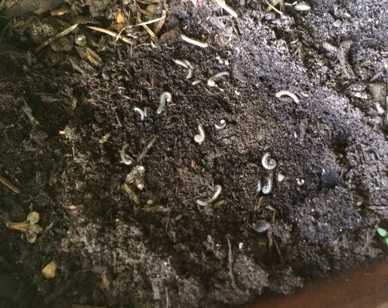 Komary grzybowe - larwy w uprawie marihuany