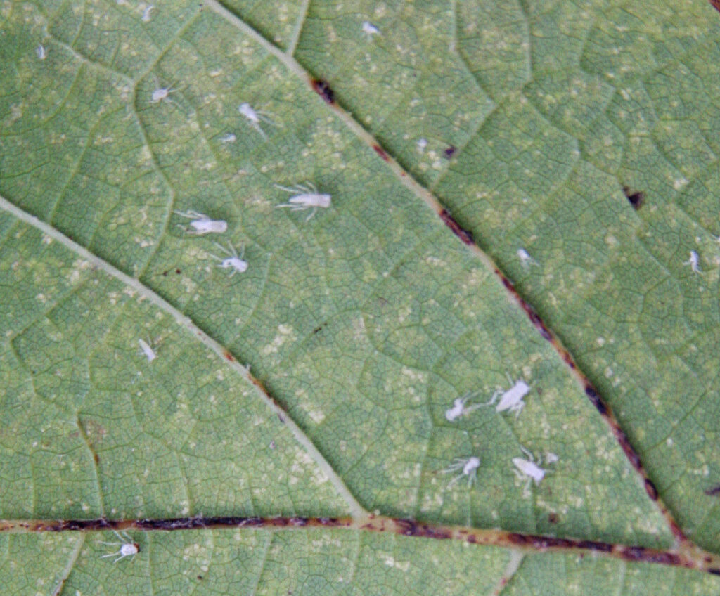 małe białe robaczki na liściach