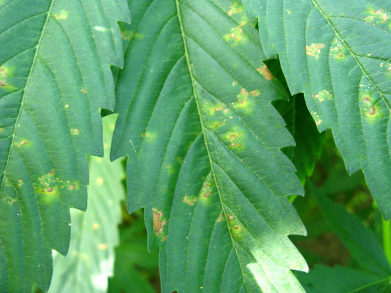 żółknące liście pod wpływem septoriozy  czyli choroby wywołanej przez grzyby