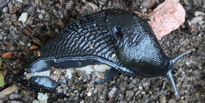 pomrów czarniawy, największy polski ślimak