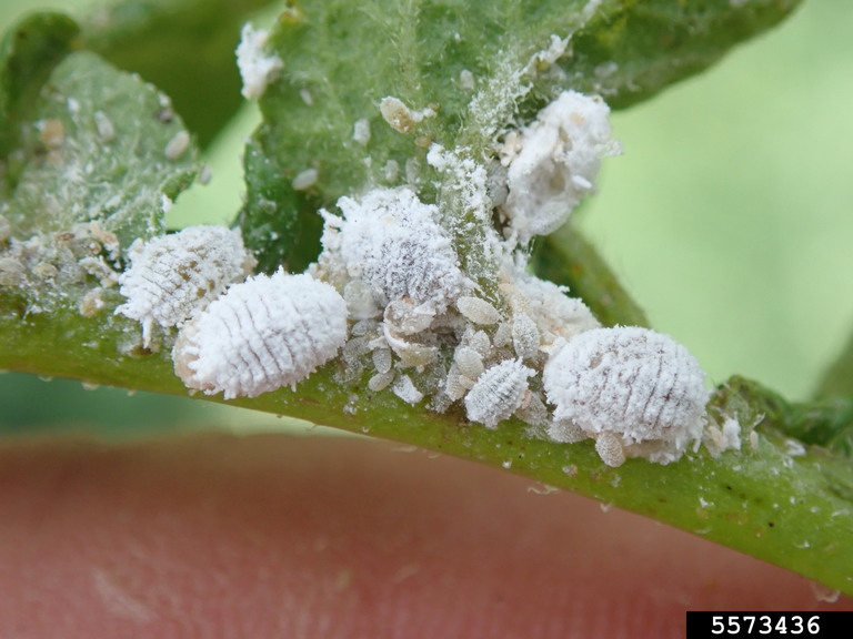 małe białe robaki zostawiające ślad przypominający bawełnę