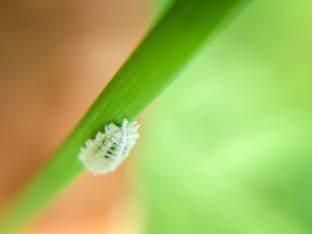 mały biały robak zostawiający ślad przypominający bawełnę