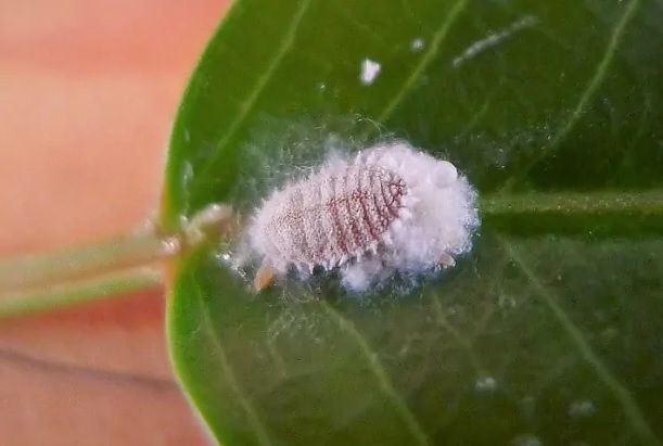 mały biały robak zostawiający ślad przypominający bawełnę