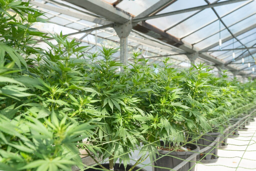 duża plantacja marihuany indoor
