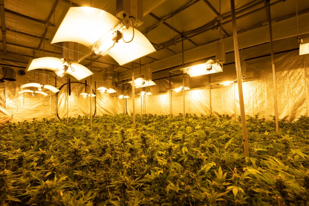 duża ukryta uprawa marihuany indoor