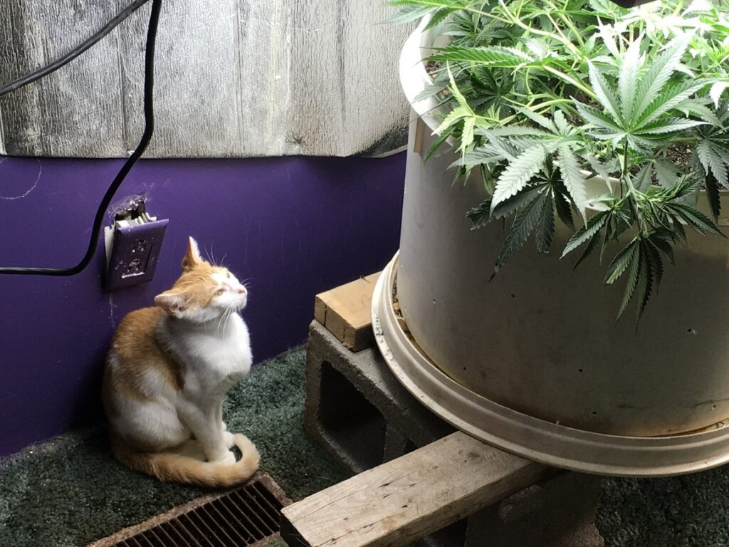 kot patrzący na donicę z konopiami