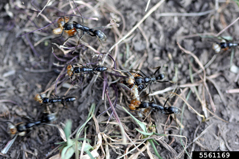 zbliżenie na mrówki na ziemi