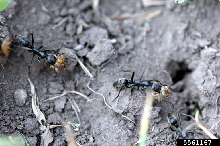zbliżenie na mrówki w ziemi