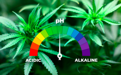 pH w uprawie marihuany - znaczenie