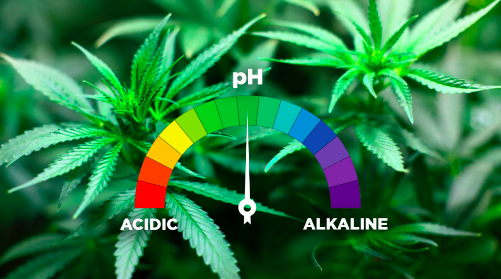 pH w uprawie marihuany - znaczenie