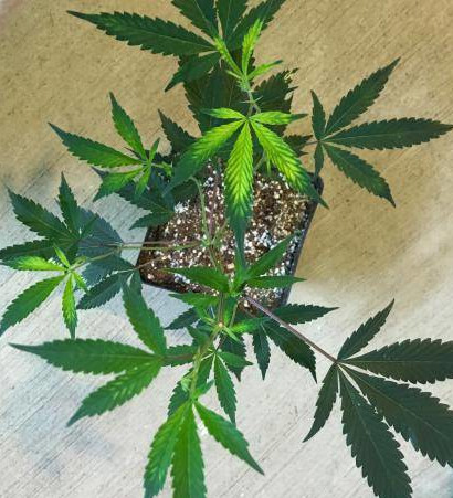chloroza międzyżyłkowa na liściach marihuany przy niedoborze żelaza