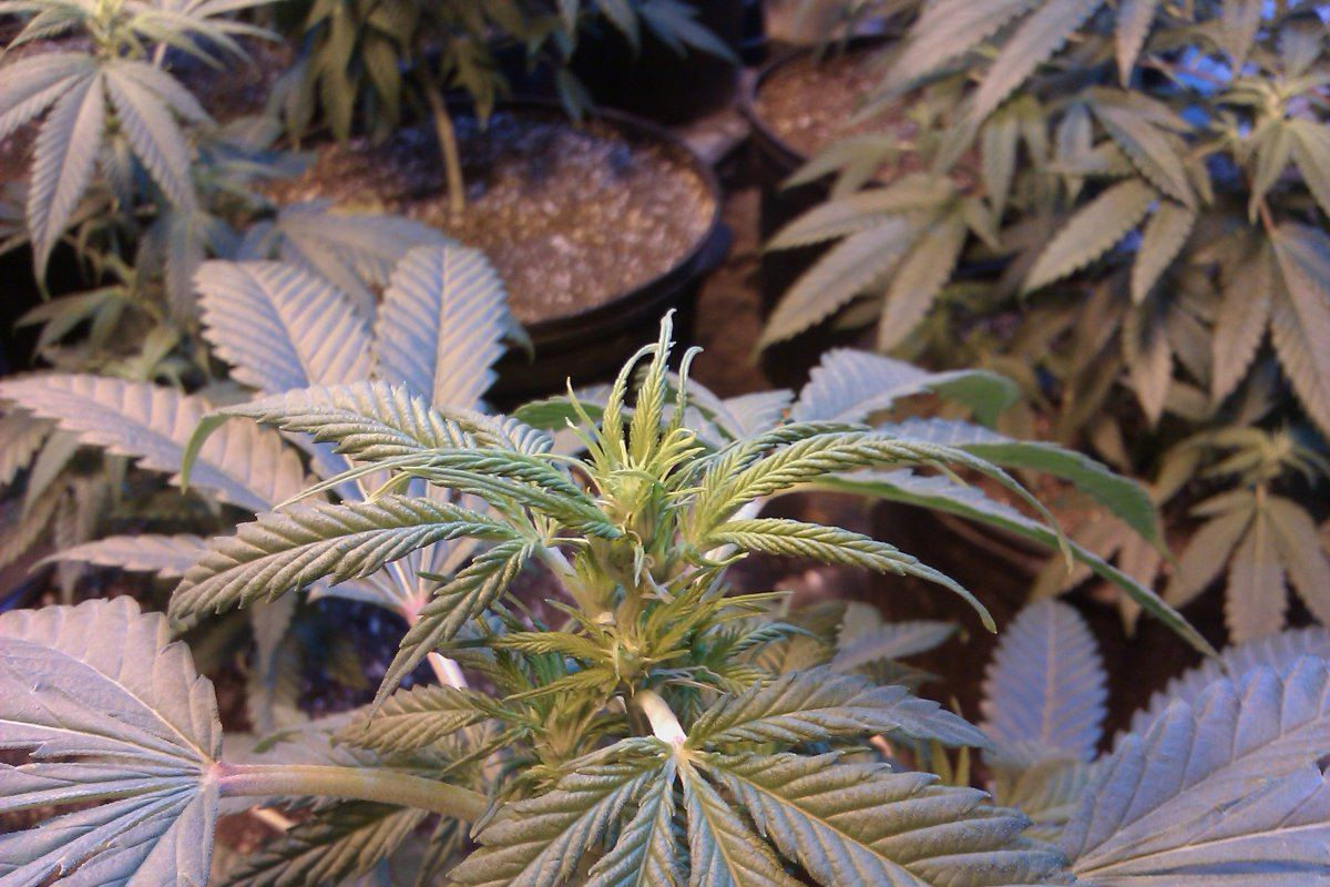 ciemnozielone liście marihuany przy niedoborze miedzi