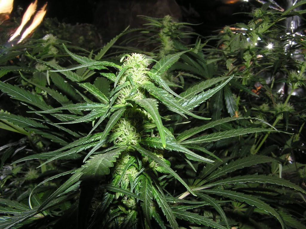 faza kwitnienia marihuany