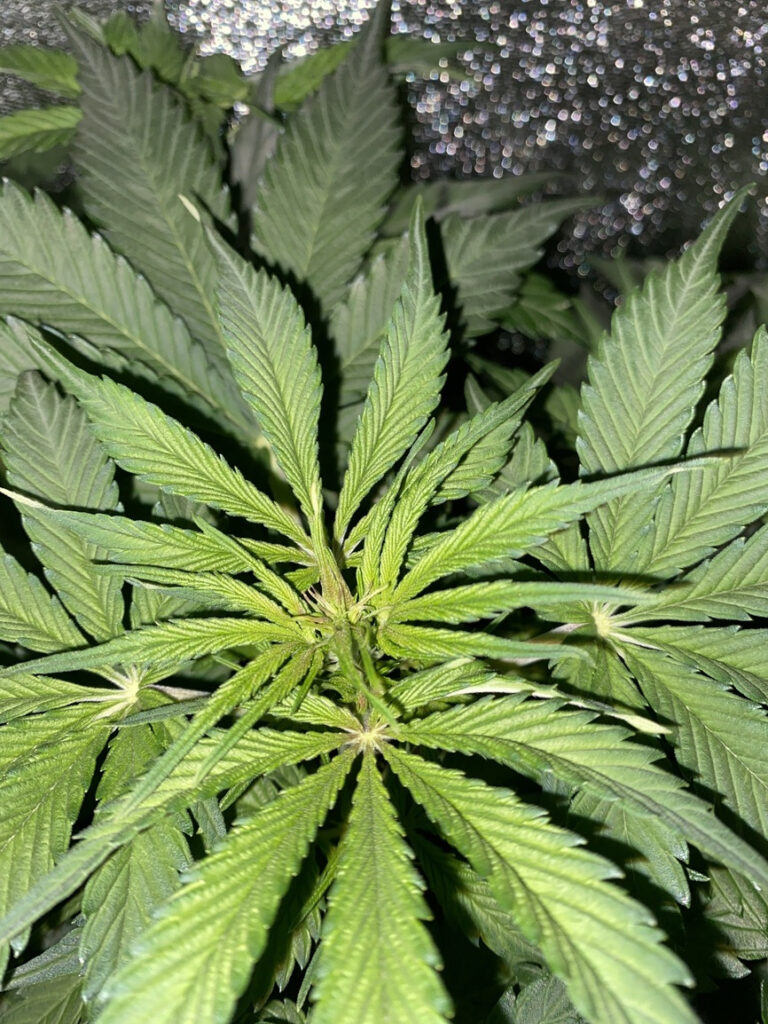 faza kwitnienia marihuany