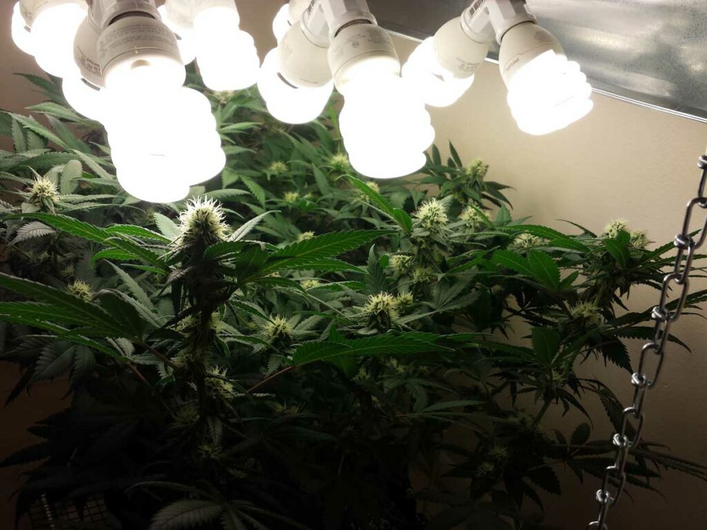 lampy cfl w uprawie marihuany