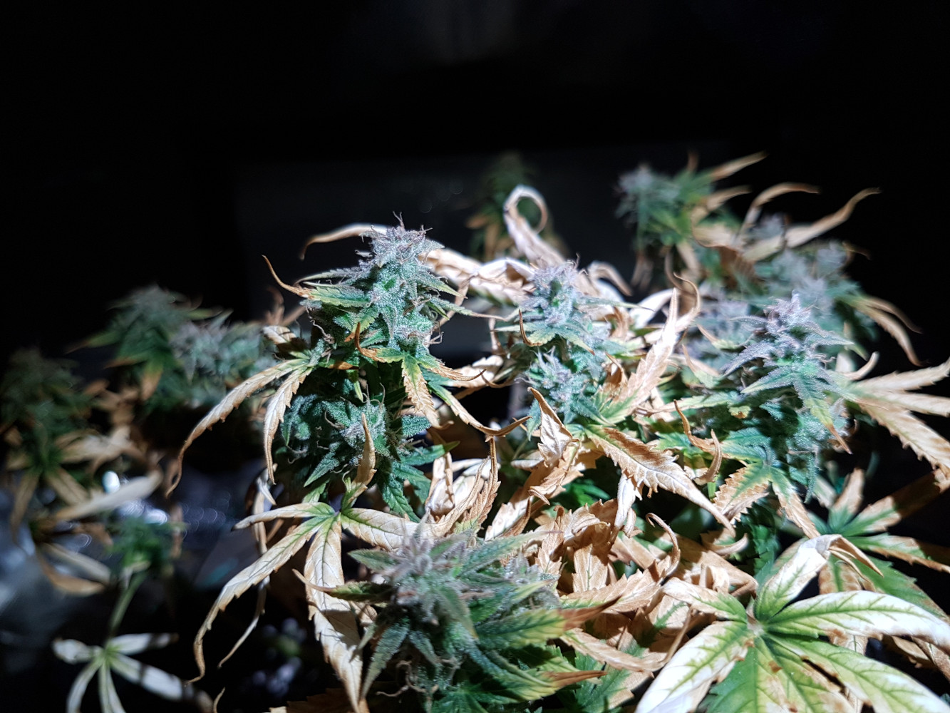 usychające rośliny marihuany