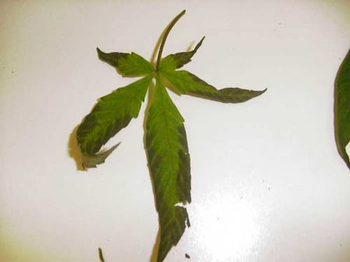 liść marihuany skręcony na końcówce w wyniku niedoboru fosforu