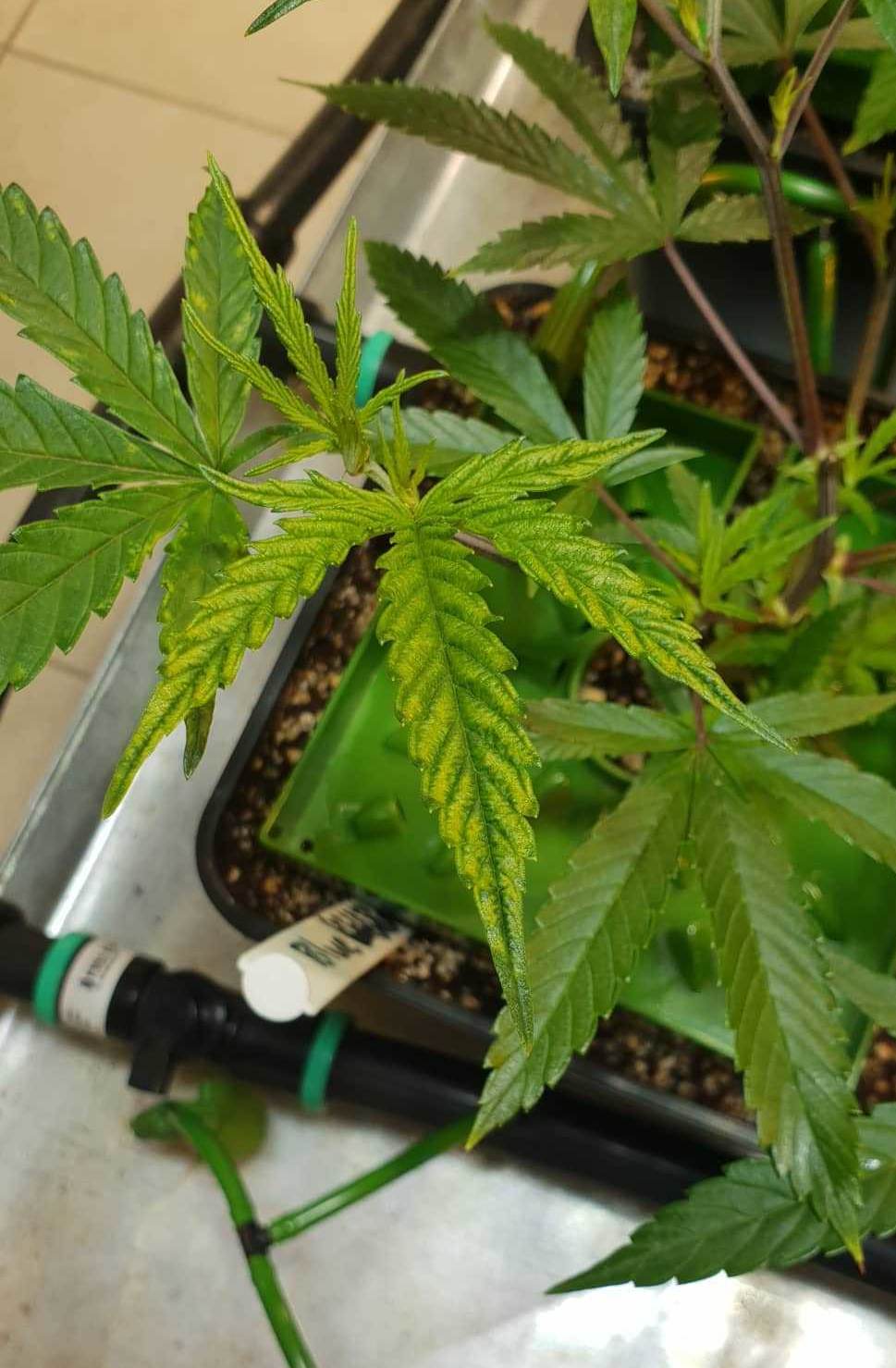 niedobór magnezu na liściach marihuany