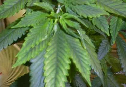 niedobór magnezu na liściach marihuany