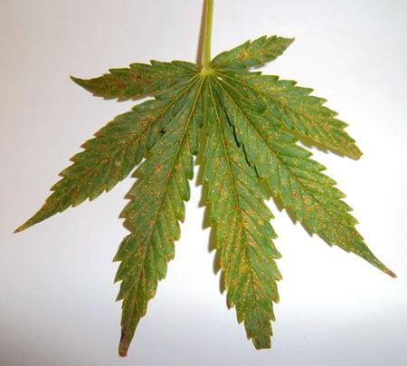 niedobór wapnia na liściach marihuany